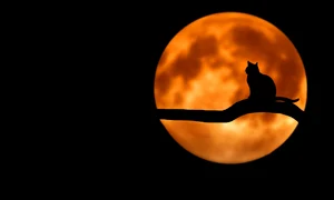 Modele de unghii de Halloween jpg