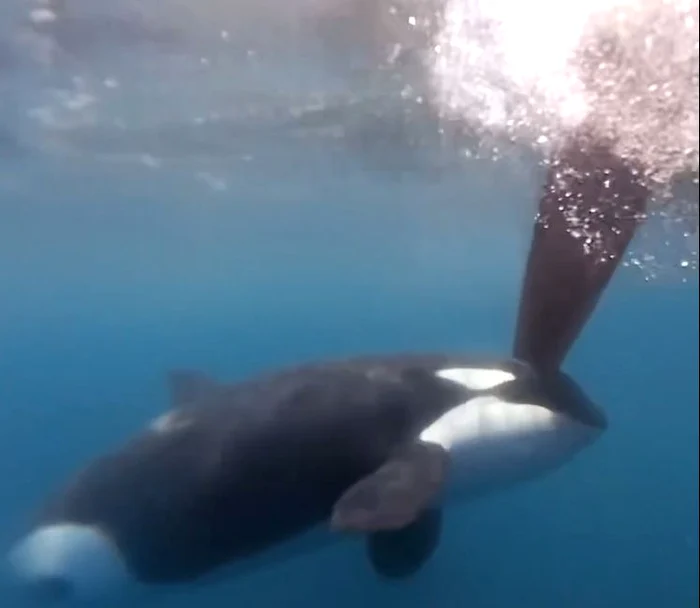 Orca atacând elicea unei nave Sursă captură video