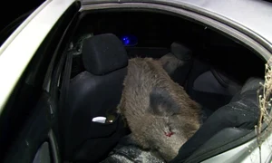 Mistretul a intrat în mașina aflată în mers png