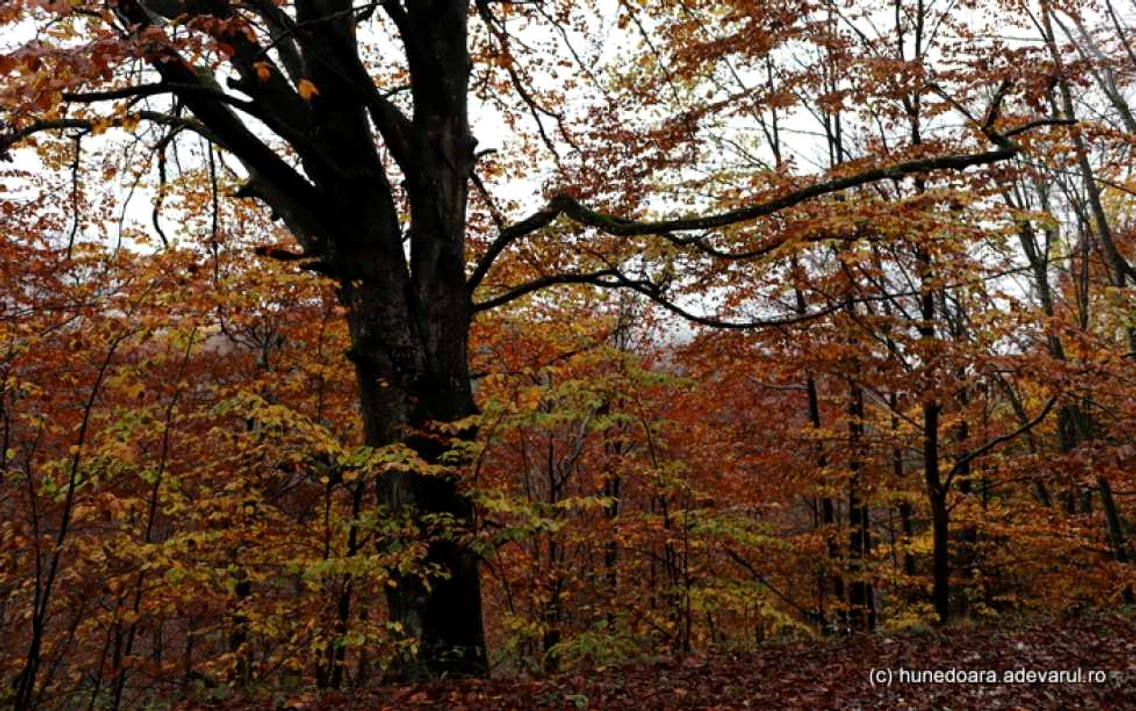 retezat hunedoara foto daniel guta adevarul