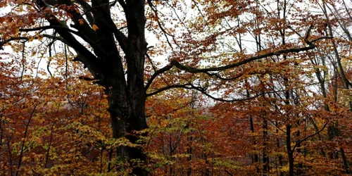 retezat hunedoara foto daniel guta adevarul