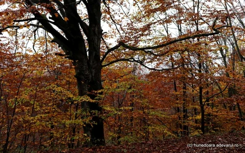 retezat hunedoara foto daniel guta adevarul