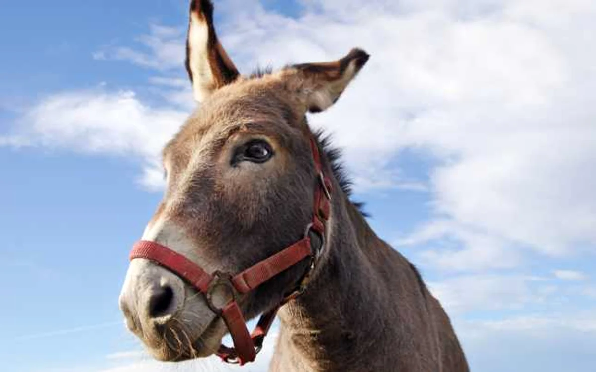 FOTO: Shutterstock.com