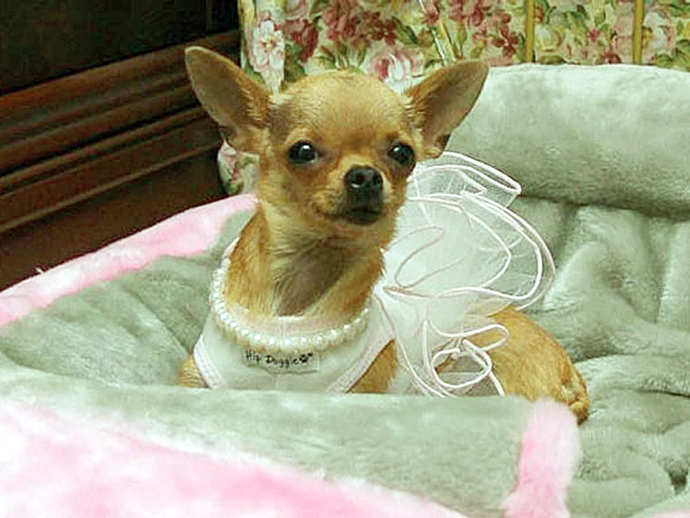 Conchita