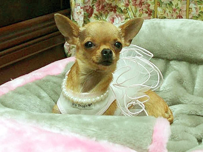 Conchita