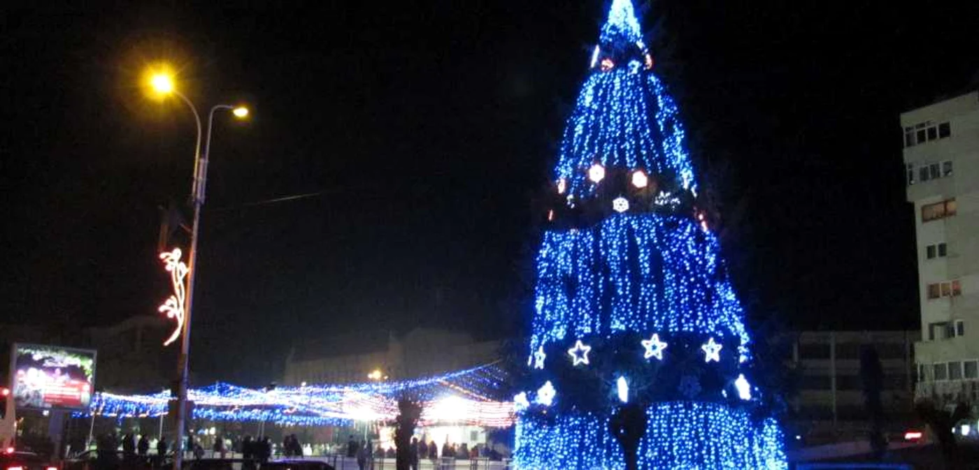 Bradul din centrul Rădăuţiului e copia fidelă a celui din Suceava