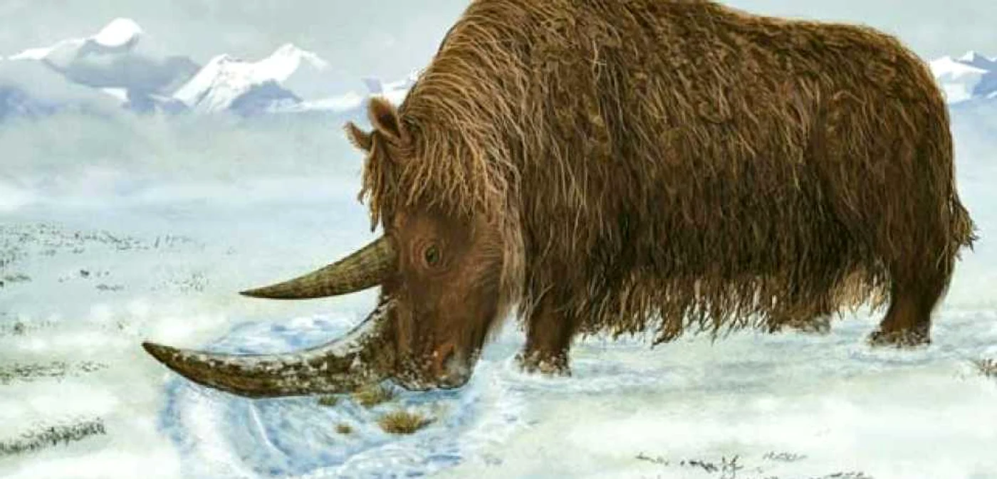 Rinocerul  lânos a trăit în vestul Siberiei, la afârşitul erei glaciare