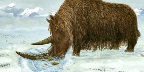 Rinocerul  lânos a trăit în vestul Siberiei, la afârşitul erei glaciare
