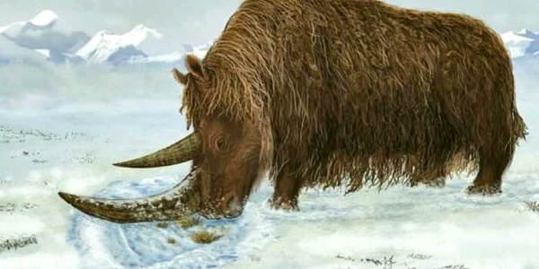 Rinocerul  lânos a trăit în vestul Siberiei, la afârşitul erei glaciare