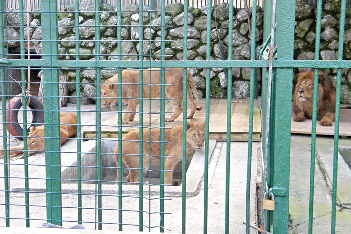 Cele şase animale sălbatice din curtea lui Nuţu Cămătaru au fost mutate ieri la Grădina zoologică de la Bucov (Fotografii: Roberto Sălceanu)
