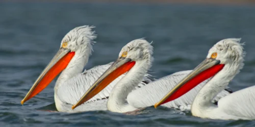 Pelicanul creţ din Delta Dunării Sursa sor.ro