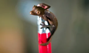 CLIIMA20140320 0071 1 jpeg