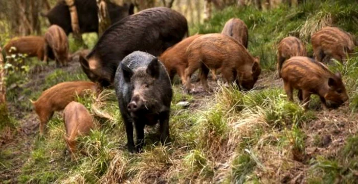 Patru porci mistreţi au fost găsiţi morţi