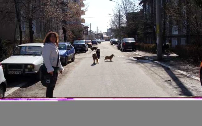 Piteşti: Haitele de câini din Traian