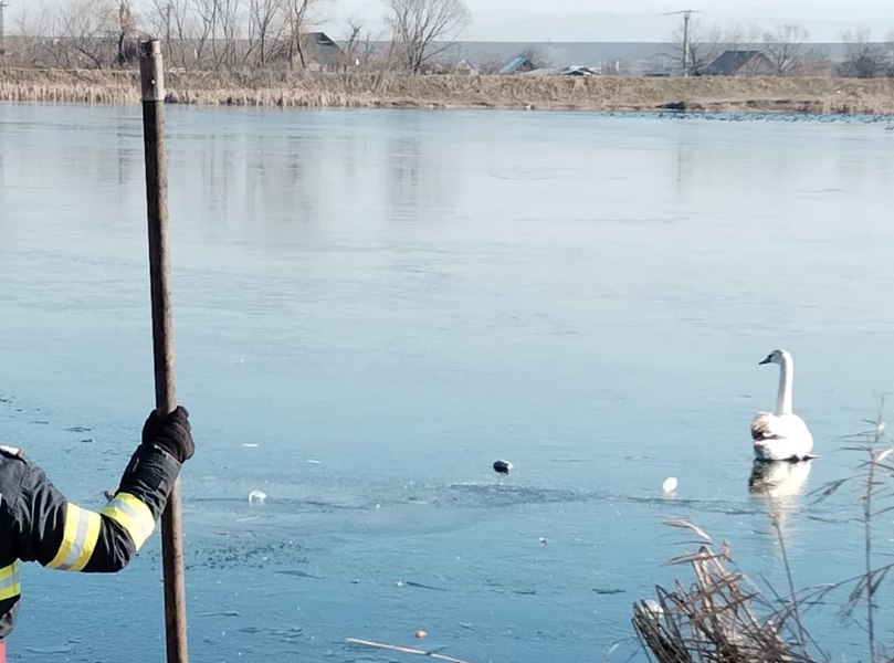  Restricţii în mai multe zone din Gorj, după confirmarea gripei aviare la două lebede