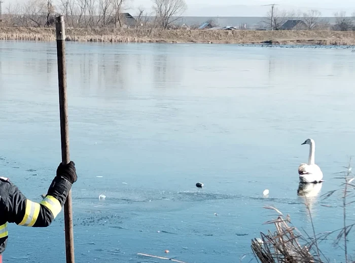 Lebădă. FOTO arhivă IGSU