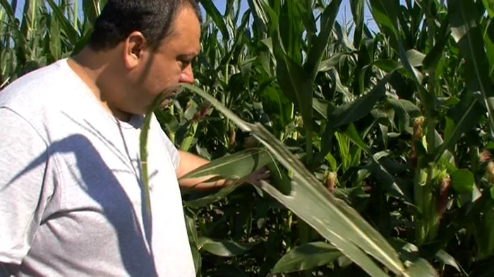 Plantele au şi câte trei ştiuleţi