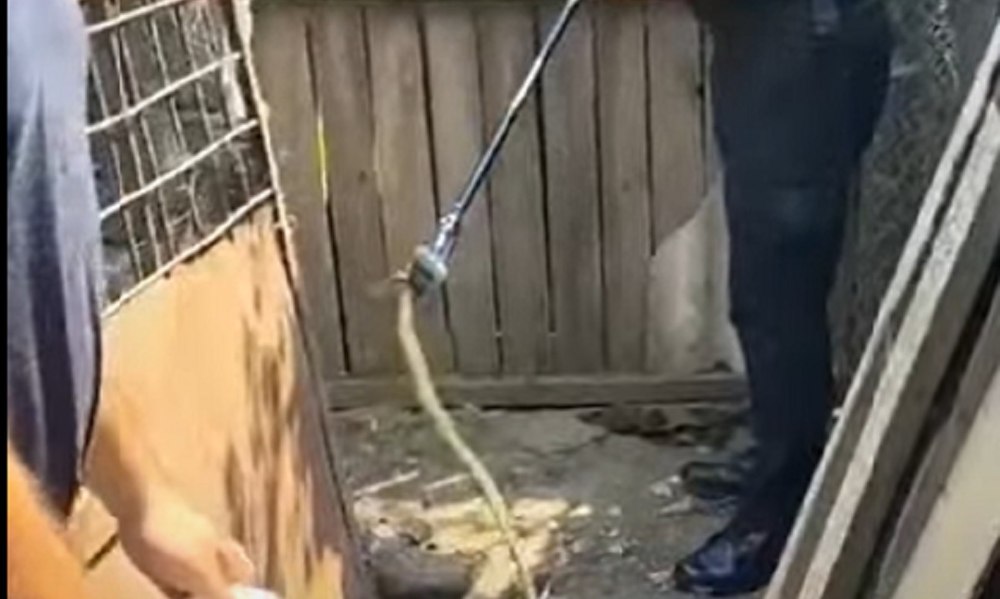 Surpriză neplăcută, în curtea unui localnic din Mehedinți: un șarpe de peste un metru VIDEO