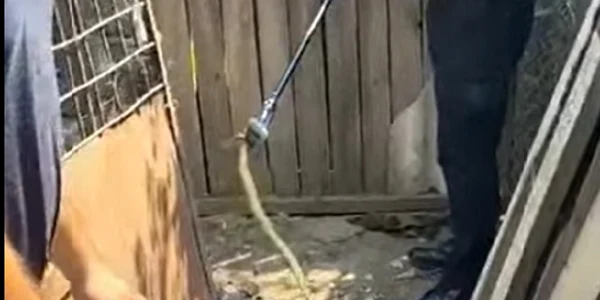 sarpe mehedinti captura youtube jpg