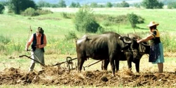 Populaţia din România care lucrează în sectorul agricol este în scădere