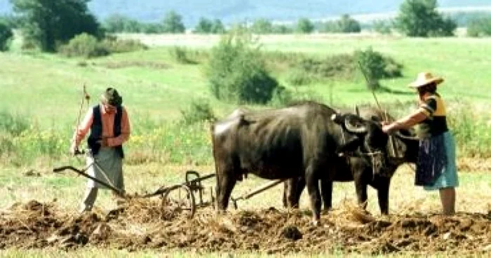 Populaţia din România care lucrează în sectorul agricol este în scădere