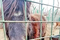 Animal 1 jpg