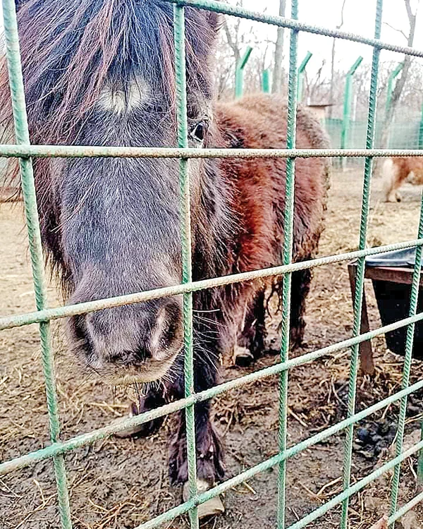 Poneiul avea mari  probleme din  cauza copitelor. Fotografii: Facebook/Elena Reuta