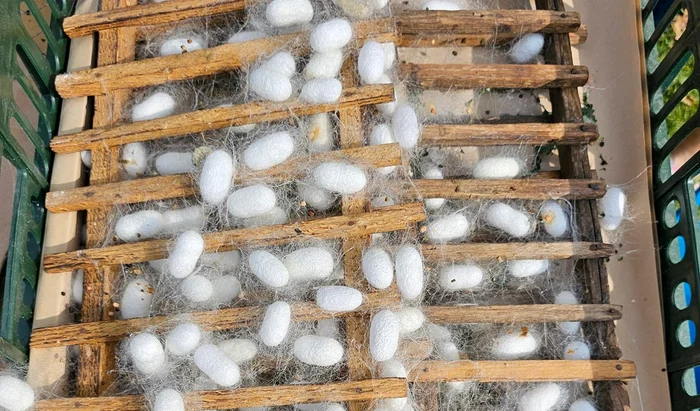 Firul de mătase este produs natural / foto: Facebook