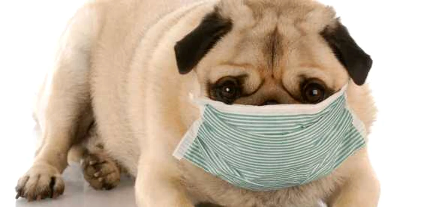 caine coronavirus