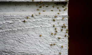 spiders 2371050 1280 jpg