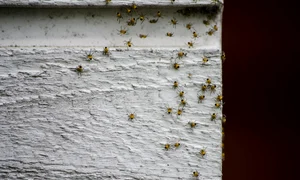 spiders 2371050 1280 jpg