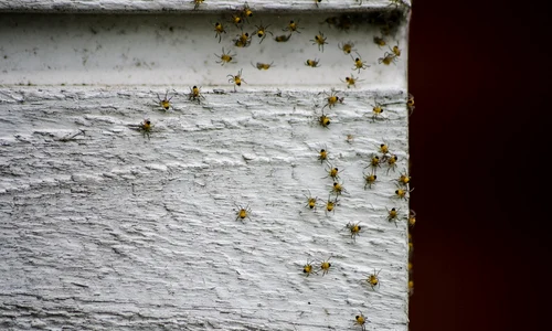 spiders 2371050 1280 jpg