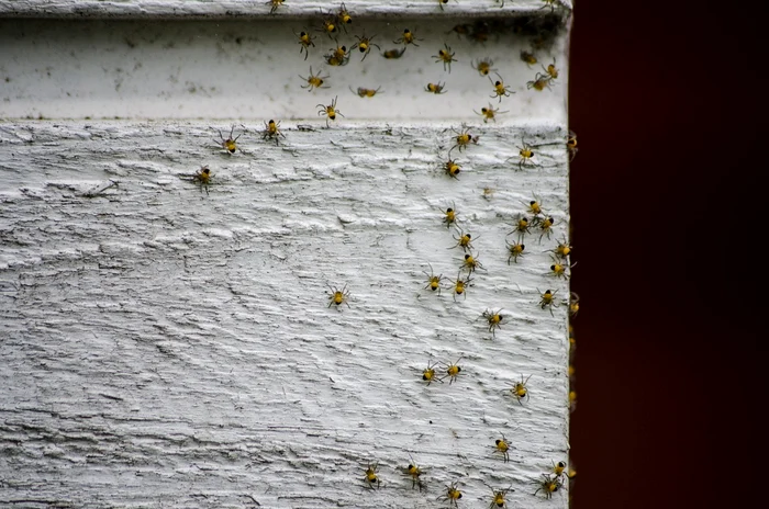 Oțetul de mere, eficient împotriva păianjenilor / foto: pixabay