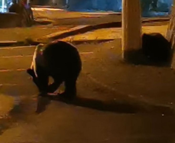 Ursul din Ploiești a fost tranchilizat, dar a reușit să scape. Localnicii, avertizați să stea în case 