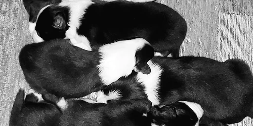 viitoarea generatie de caini salvamont jpg