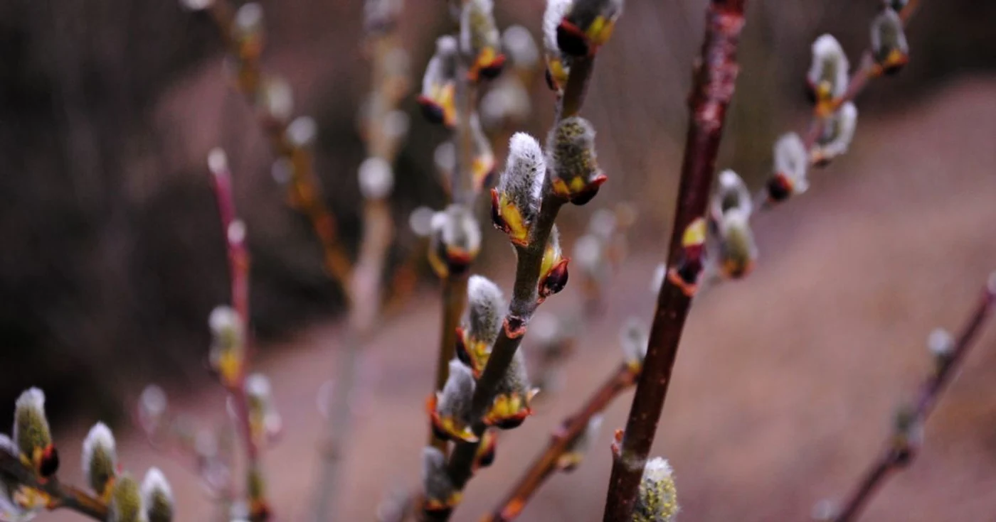 Duminica Floriilor, ziua cand trebuie sa inghiti un matisor FOTO:Dragoş Hojda