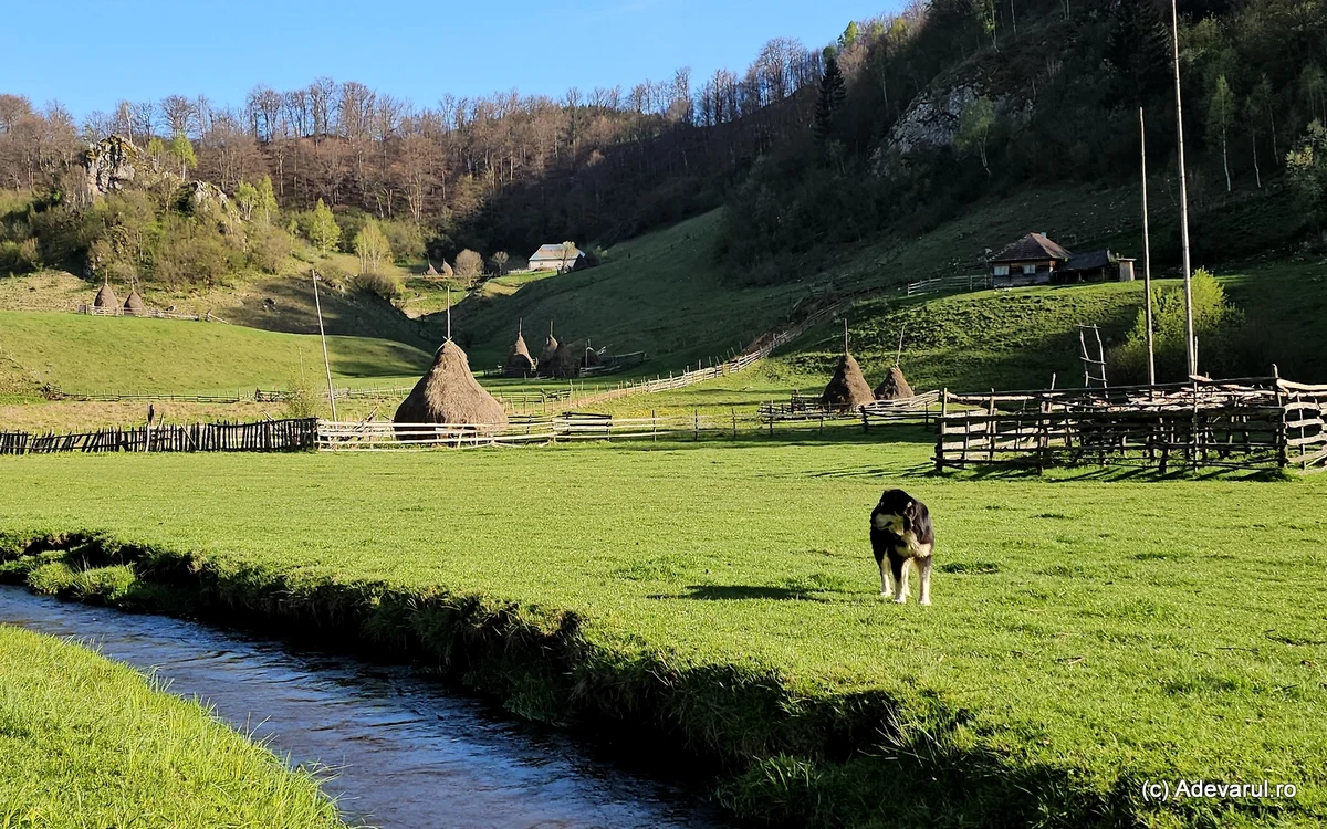 Câine în Fundătura Ponorului. Foto: Daniel Guță ADEVĂRUL