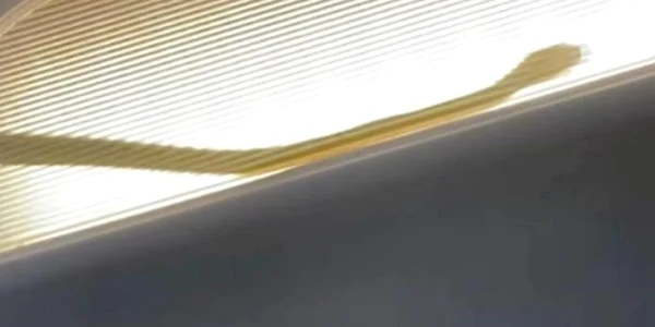 sarpe intr-un avion de pasageri Foto Captură Video