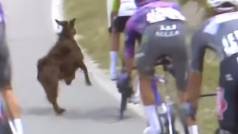 O capră a fost la un pas facă ravagii, după ce a tăiat calea plutonului în Turul Italiei la ciclism. Animalul a atacat furibund