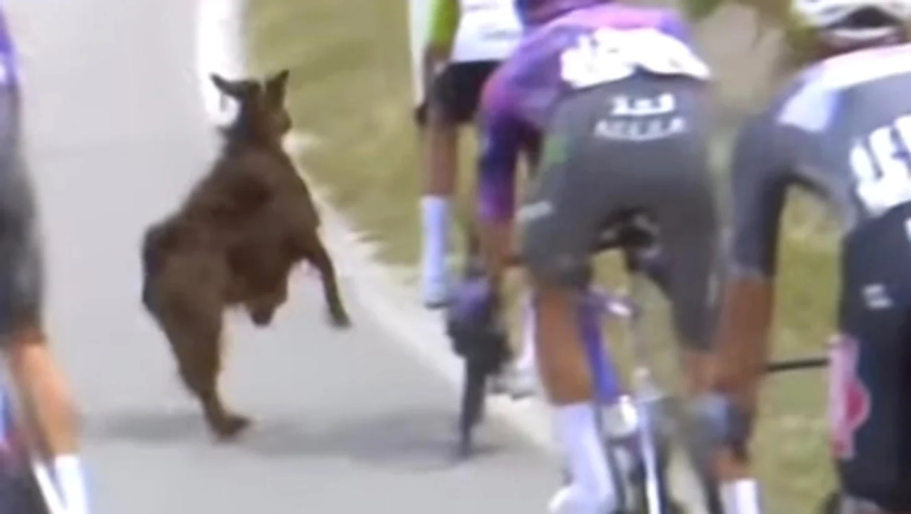 Momentul în care capra îl lovește pe ciclistul Dan Smith