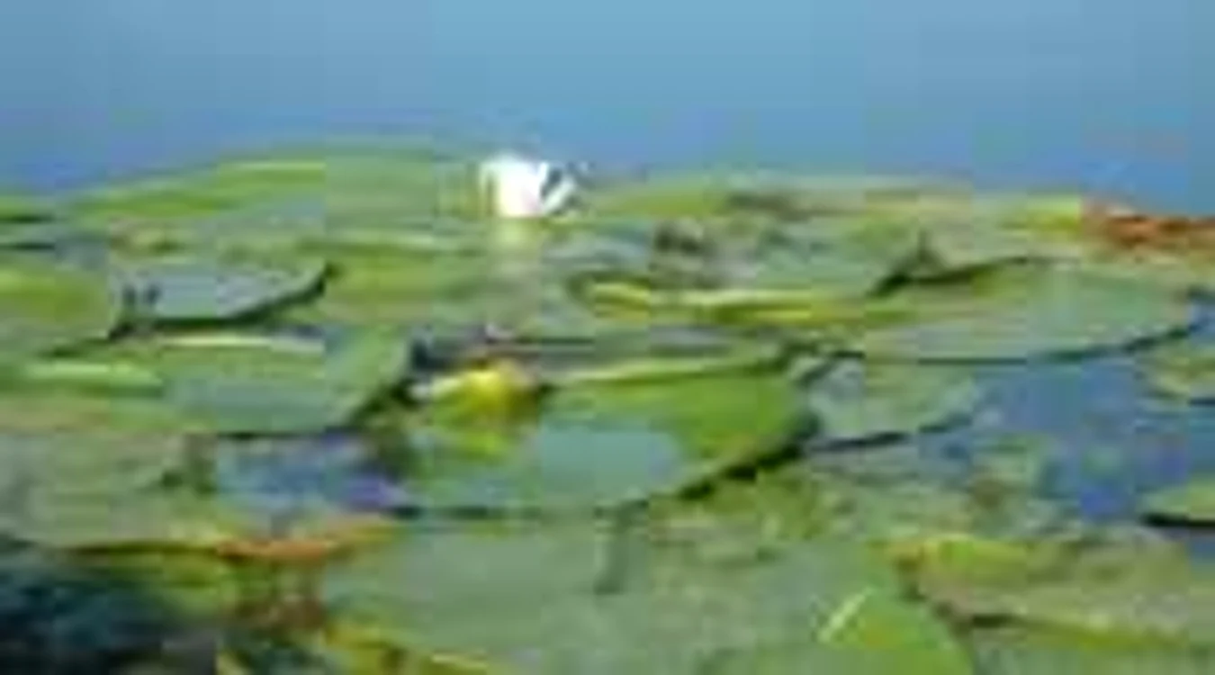 Imagine de pe Lacul Chiriloaia din Balta Mică a Brăilei. FOTO: ADS Brăila