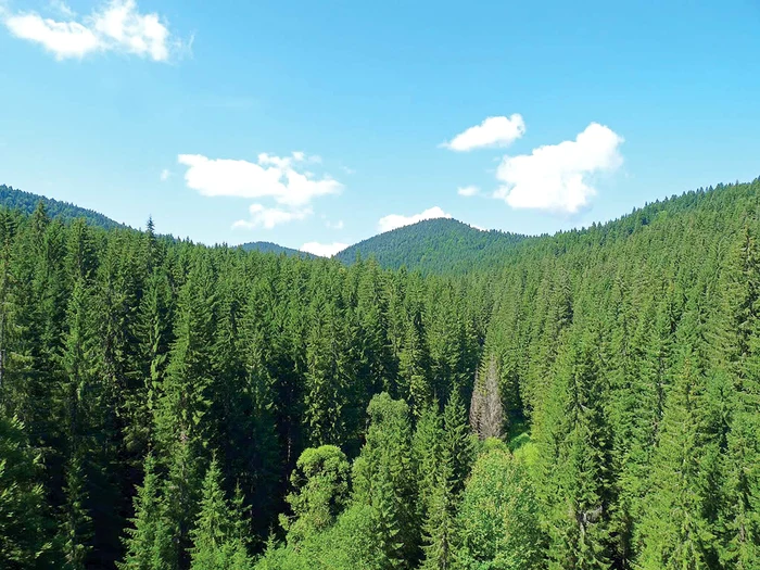 
    Ilie Sârbu, Prinţul Paul de România, dar şi magistraţi şi politicieni au vrut să pună mâna pe 90.000 de hectare de teren, susţin anchetatorii  