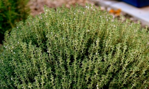 1 61572 original jpg jpeg