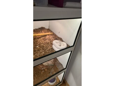  Animale sălbatice, păsări exotice și câteva specii pe cale de dispariție au fost găsite în mai multe gospodării din județul Iași. FOTO: IPJ Iași