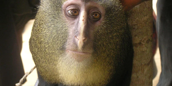 maimuta lesula teresa hart