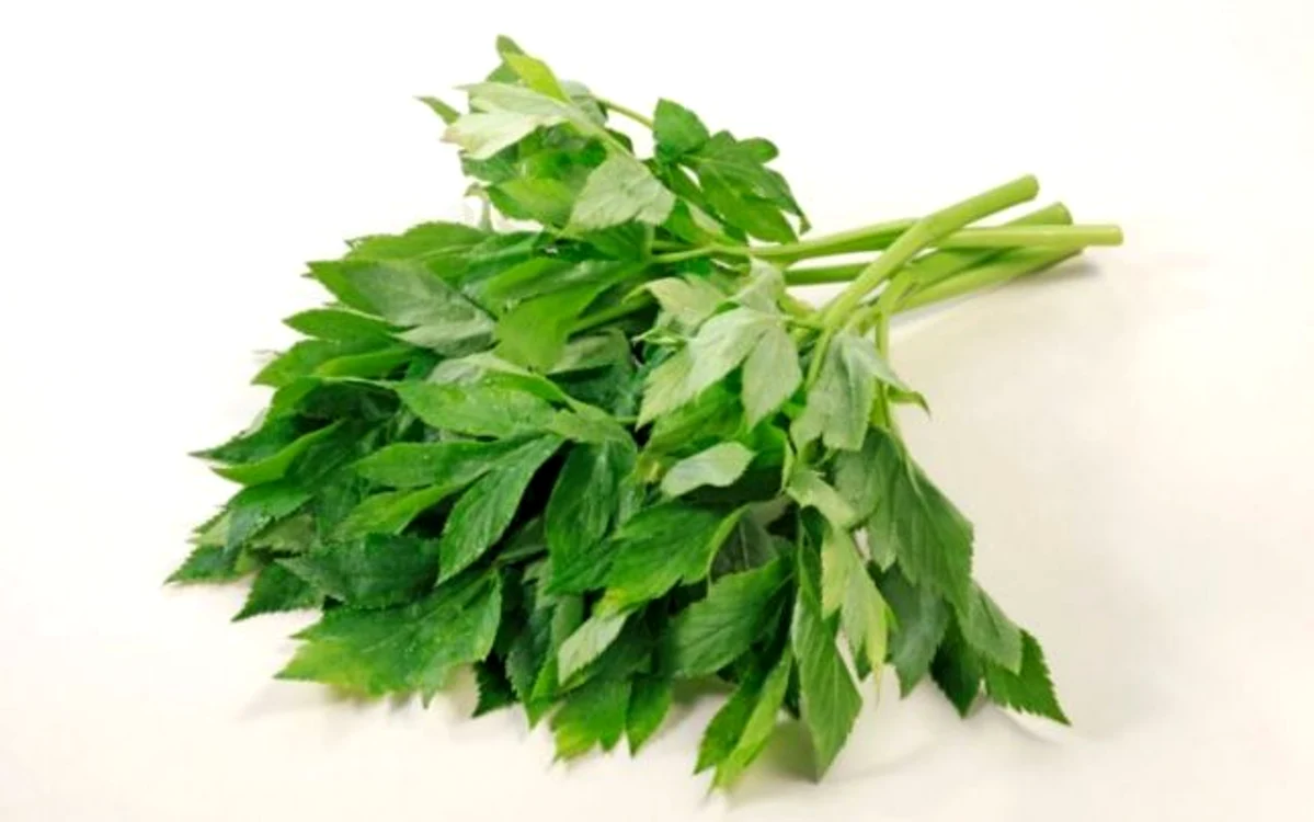 Ashitaba, planta japoneză care luptă împotriva îmbătrânirii celulare