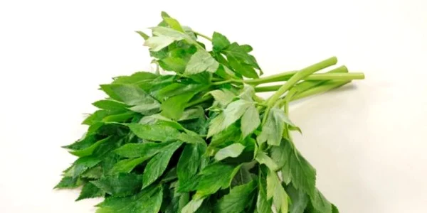 planta longevitate