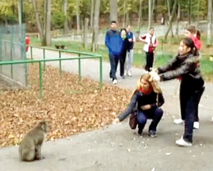 Vizitatorii care îl întâlnesc sunt sfătuiţi să nu se apropie de el