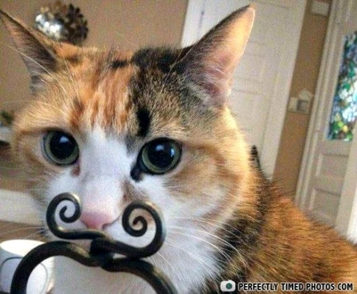 "Mustăcilă" a fost fotografiat la momentul perfect