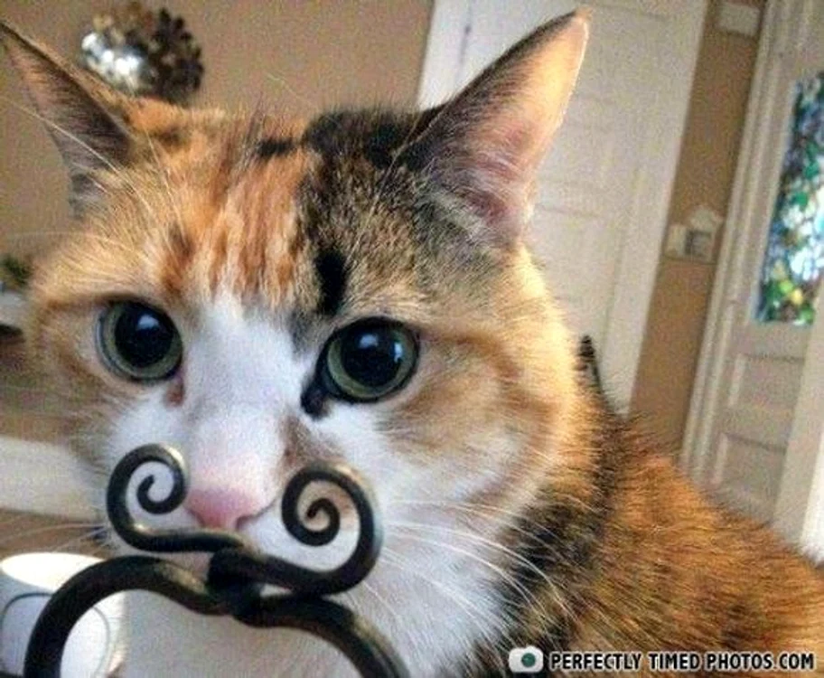 "Mustăcilă" a fost fotografiat la momentul perfect